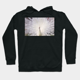 White Peacock Hoodie